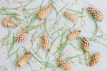 Background of fresh pine cones, top view