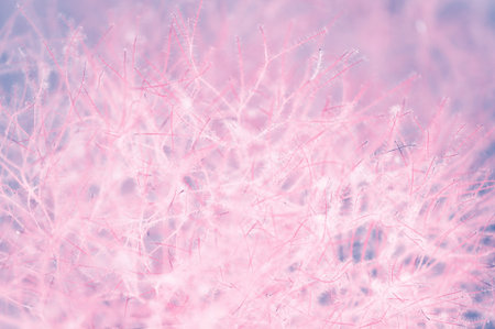 Natural light violet background of blooming scummy, close-up