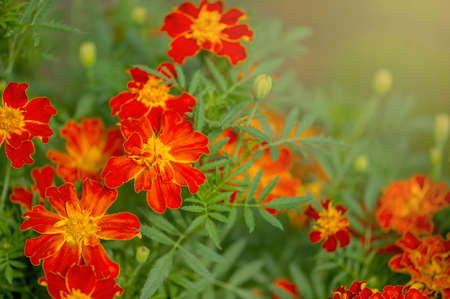Bright orange autumn flowers, marigold close upの写真素材