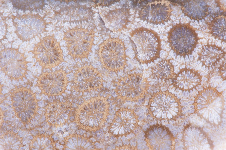 Texture of natural stone cut, top viewの写真素材