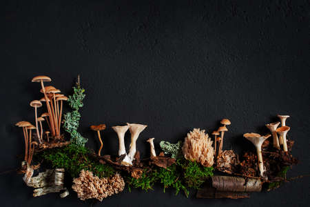 Background with elements of wild autumn forest on the black textured surface, copy spaceの写真素材