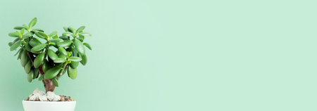 Heart shaped plant on the green background, banner with copy space, home planting conceptの写真素材