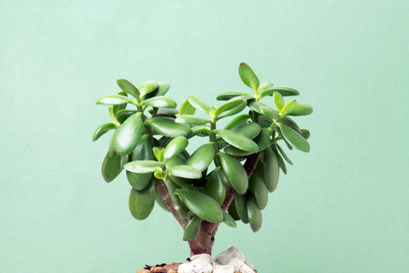 Heart shaped plant on the green background, home planting conceptの写真素材