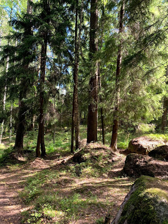 in sunny forest with miracle trees and blue sky