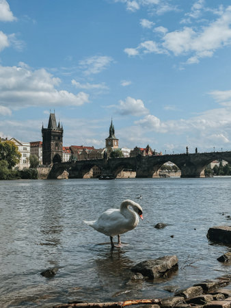PRAGUE, Czech Republic- July 24, 2024: view of the vltava river with swan with the background of the charles bridgeのeditorial素材
