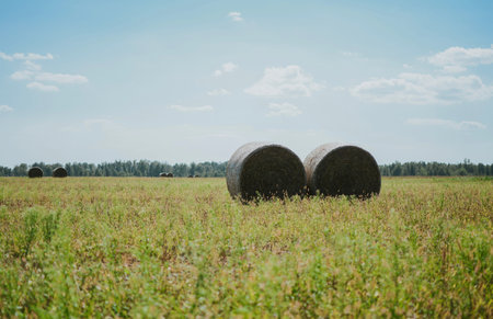 wrapped round hay bales on the field after harvest in Europe in summer