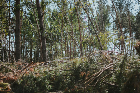a large forest with pine and birch trees where was a storm and some trees were damaged and brokenの写真素材
