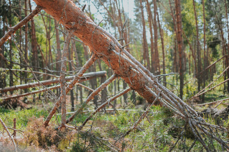 a large forest with pine and birch trees where was a storm and some trees were damaged and brokenの写真素材