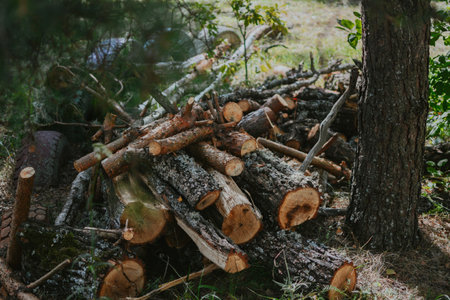 a large pile of firewood of different types of trees on the grassの写真素材