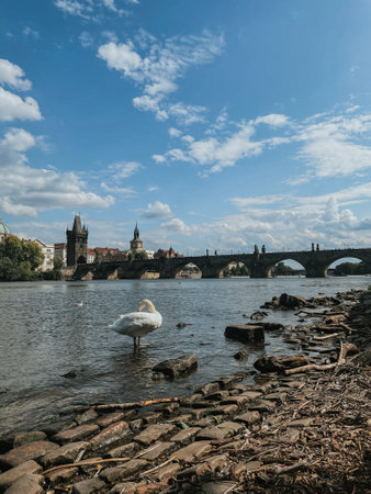 view of the vltava river with swimming swan with the background of the charles bridge of the pragueの写真素材