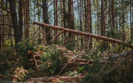 a large forest with pine and birch trees where was a storm and some trees were damaged and broken