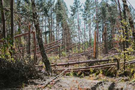 a large forest with pine and birch trees where was a storm and some trees were damaged and brokenの写真素材