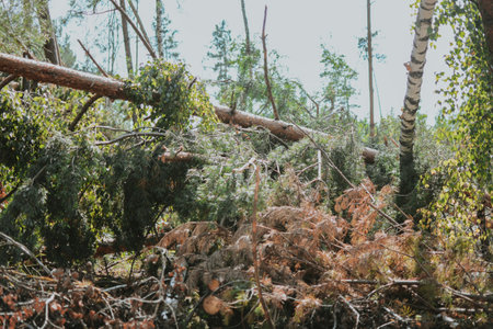 a large forest with pine and birch trees where was a storm and some trees were damaged and brokenの写真素材