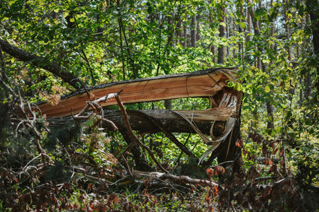 a large forest with pine and birch trees where was a storm and some trees were damaged and broken