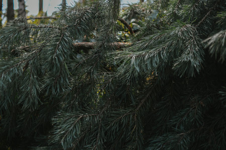 dark photo of spruce needles close-up against a background of green forest