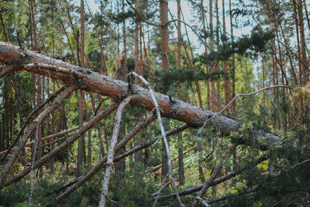 a large forest with pine and birch trees where was a storm and some trees were damaged and brokenの写真素材