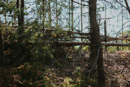 a large forest with pine and birch trees where was a storm and some trees were damaged and brokenの写真素材