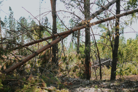 a large forest with pine and birch trees where was a storm and some trees were damaged and broken