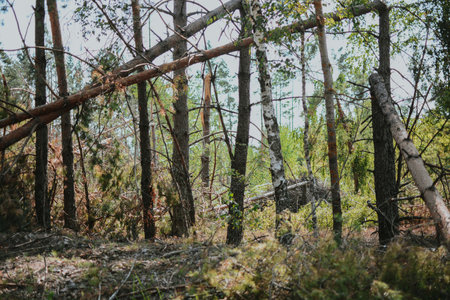 a large forest with pine and birch trees where was a storm and some trees were damaged and brokenの写真素材