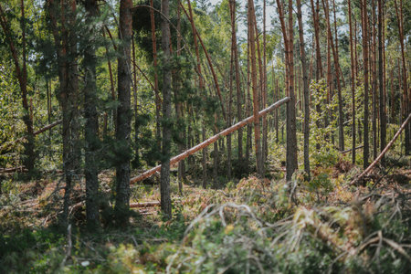 a large forest with pine and birch trees where was a storm and some trees were damaged and broken