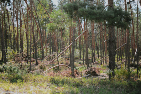 a large forest with pine and birch trees where was a storm and some trees were damaged and broken