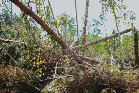 a large forest with pine and birch trees where was a storm and some trees were damaged and brokenの写真素材