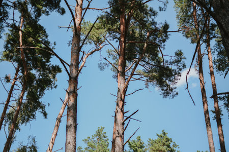 Looking up the brown trunks of spruce and pine trees with needles against the background of blue skyの写真素材