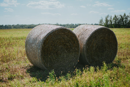 macro shooting of wrapped round hay bales on the field after harvest in Europe in summerの写真素材