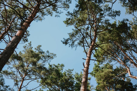 Looking up the brown trunks of spruce and pine trees with needles against the background of blue sky