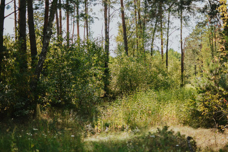 photo of a summer sunny forest with tall grass, bushes and trees