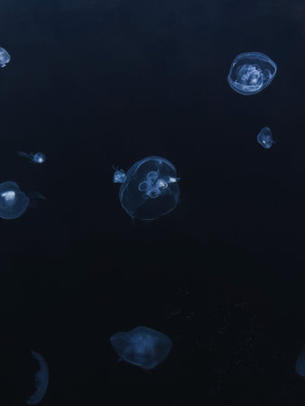 A lot of beautiful baby jellyfishes in aquarium