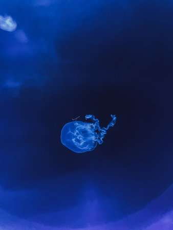 Macro shooting of beautiful colorful jellyfish in aquariumの写真素材