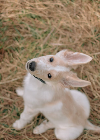 Cute with light fur a puppy who sits on the grass and looksの写真素材