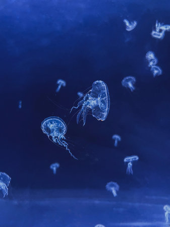 Macro shooting of colorful jellyfishes in aquarium