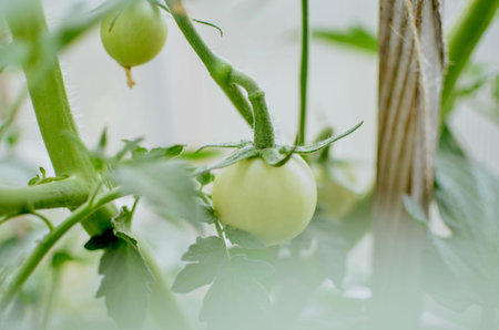 Growing tomatoes in a greenhouse in a vegetable garden in summer