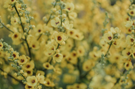 a lot of beautiful yellow flowers on a bush in the botanical garden at summer eveningの写真素材