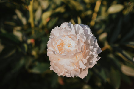 Beautiful white peony in the botanical garden at summer dayの写真素材