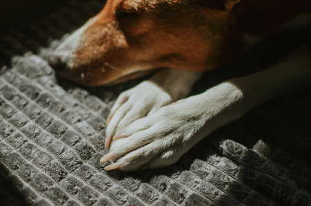 red Basenji dog sleeps with outstretched white paws in the sun at home on the sofaの写真素材