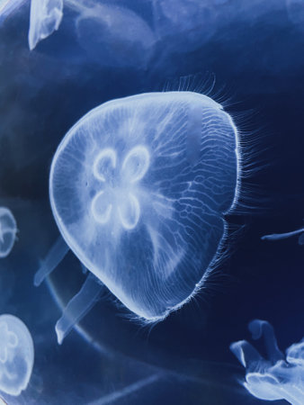 beautiful baby jellyfish in aquariumの写真素材