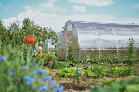 outdoor greenhouse for growing vegetables and garden beds in summerの写真素材
