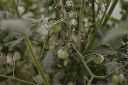still growing green tomatoes in a flowerbed in a greenhouse in a vegetable garden in summer