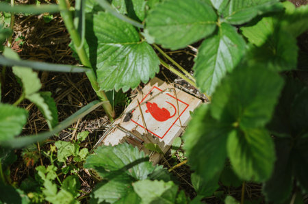 strawberry row in the villageの写真素材