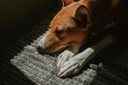red Basenji dog sleeps with outstretched white paws in the sun at home on the sofaの写真素材