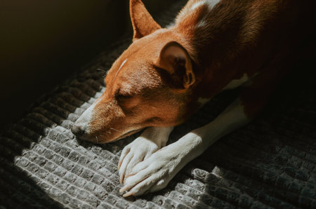 red Basenji dog sleeps with outstretched white paws in the sun at home on the sofaの写真素材