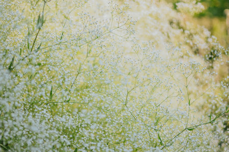 Very nice bush of white gypsophila against the background of the sun in the gardenの写真素材