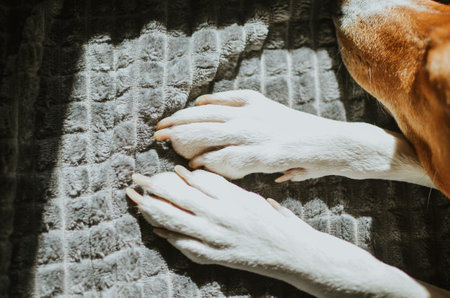white paws close-up of a red dog of the Basenji breed that sleeps in the sun at home on the sofaの写真素材