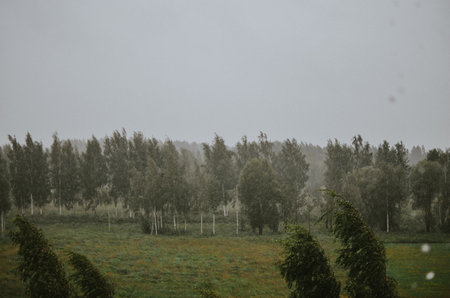 A strong wind bends birch trees in the forest into a clearing with rainの写真素材