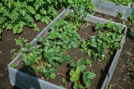 Planted strawberries in a flowerbed in a vegetable garden near a greenhouse in summer