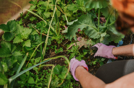 a woman with her hands in gloves cleans the bed from excess grass in the vegetable garden