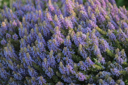 large bush of purple flowers against the background of the sun